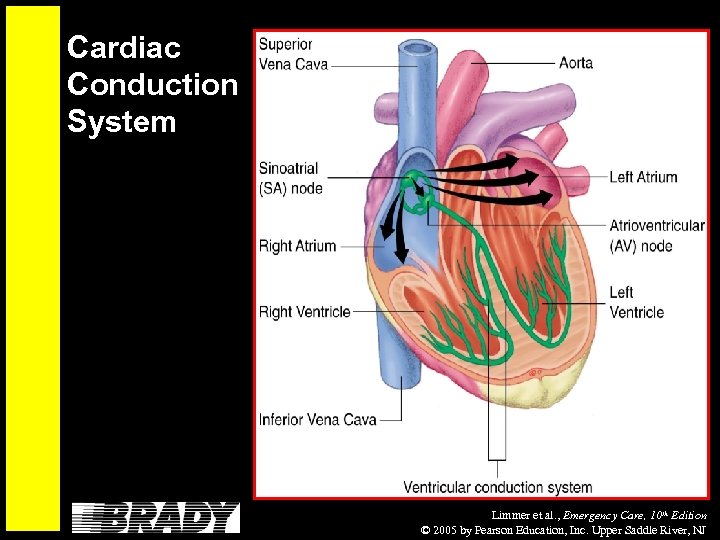 Cardiac Conduction System Limmer et al. , Emergency Care, 10 th Edition © 2005