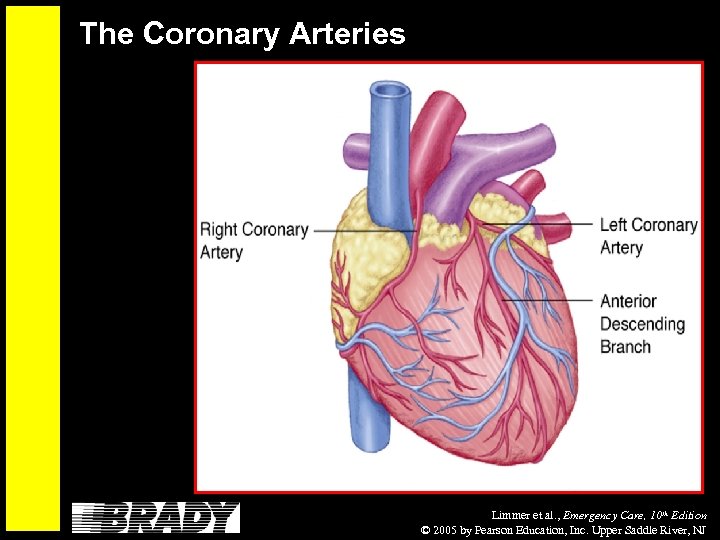 The Coronary Arteries Limmer et al. , Emergency Care, 10 th Edition © 2005