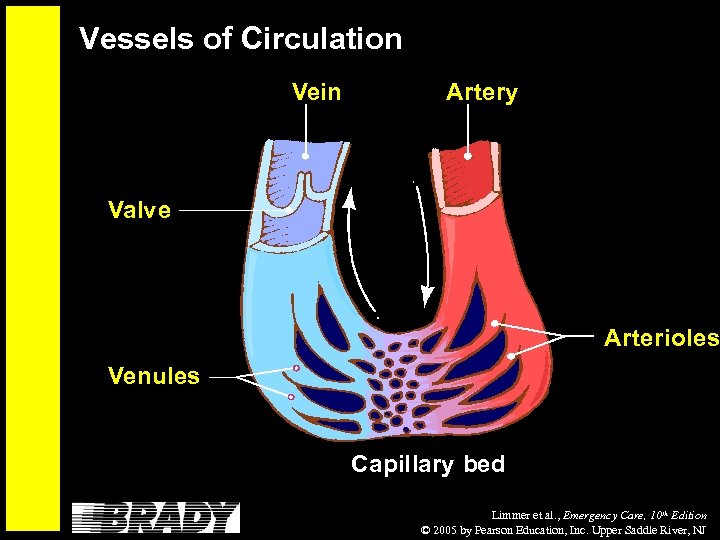 Vessels of Circulation Vein Artery Valve Arterioles Venules Capillary bed Limmer et al. ,