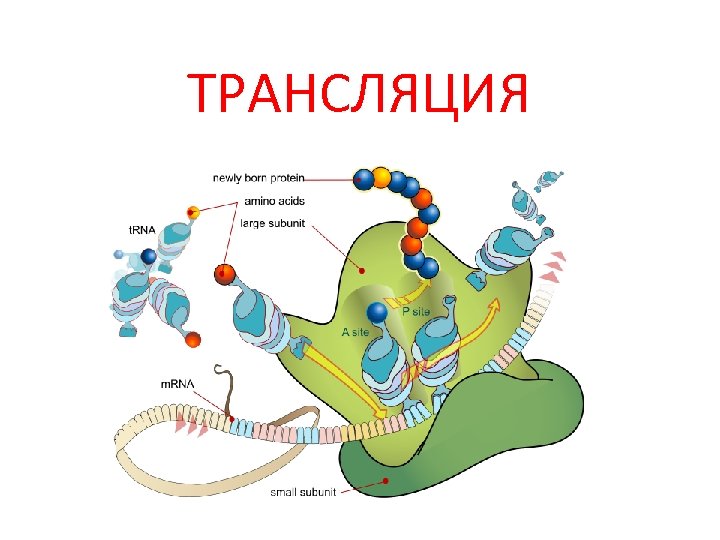 ТРАНСЛЯЦИЯ 