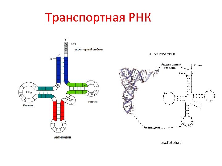Транспортная РНК bio. fizteh. ru 
