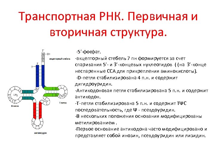 Транспортная РНК. Первичная и вторичная структура. -5'-фосфат. -акцепторный стебель 7 пн формируется за счет