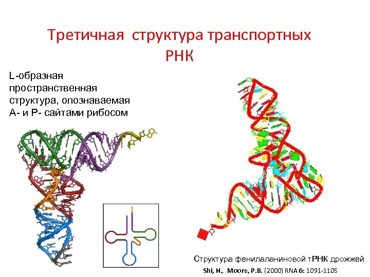 Tретичная структура транспортных РНК L-образная пространственная структура, опознаваемая А- и Р- сайтами рибосом Структура