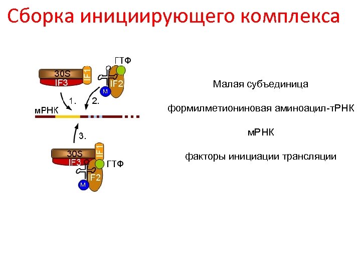 Сборка инициирующего комплекса Малая субъединица формилметиониновая аминоацил-т. РНК м. РНК факторы инициации трансляции 