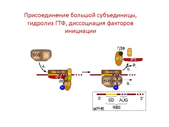 Присоединение большой субъединицы, гидролиз ГТФ, диссоциация факторов инициации 