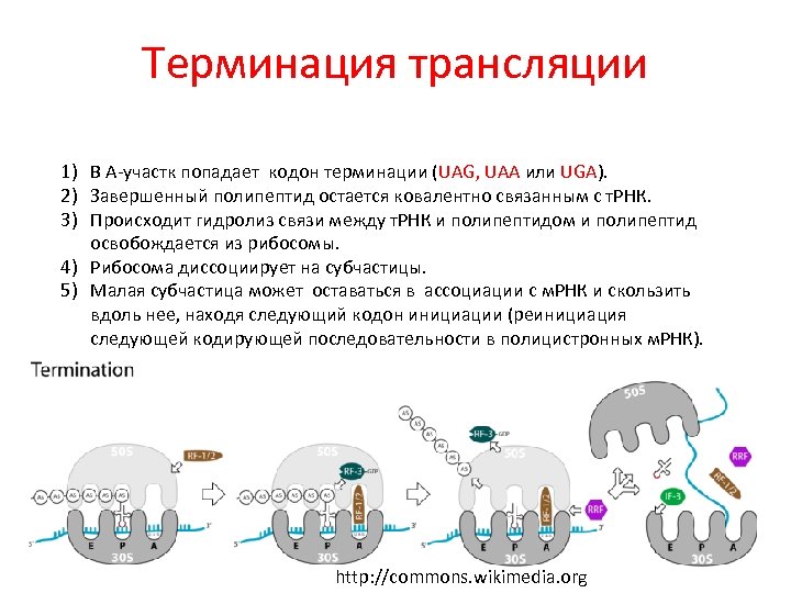 Терминация трансляции 1) В А-участк попадает кодон терминации (UAG, UAA или UGA). 2) Завершенный