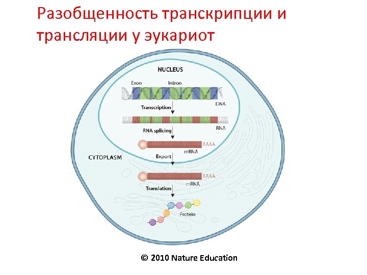 Разобщенность транскрипции и трансляции у эукариот © 2010 Nature Education 