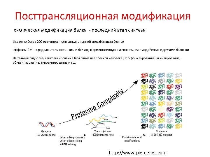 Посттрансляционная модификация химическая модификация белка - последний этап синтеза Известно более 200 вариантов посттрансляционной