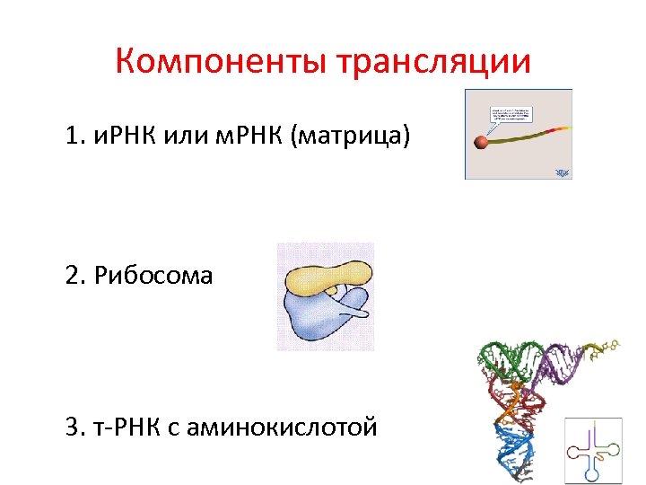 Компоненты трансляции 1. и. РНК или м. РНК (матрица) 2. Рибосома 3. т-РНК с