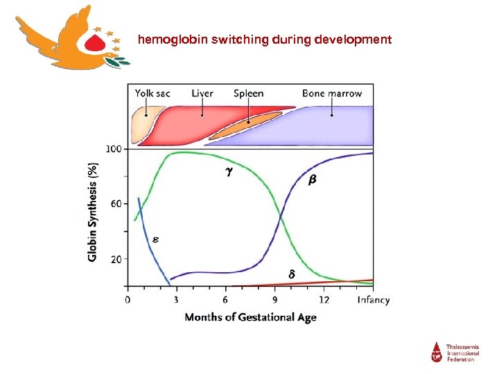 hemoglobin switching during development 