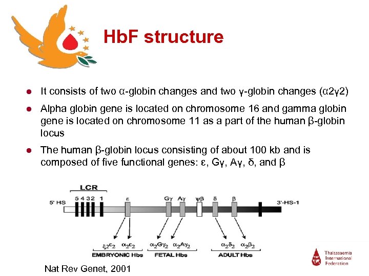 Hb. F structure ● It consists of two α-globin changes and two γ-globin changes