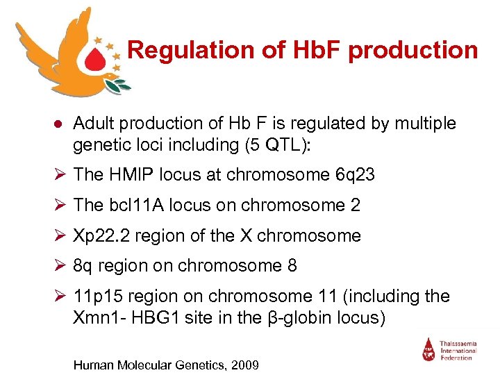 Regulation of Hb. F production ● Adult production of Hb F is regulated by