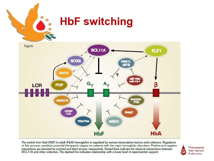 Hb. F switching 