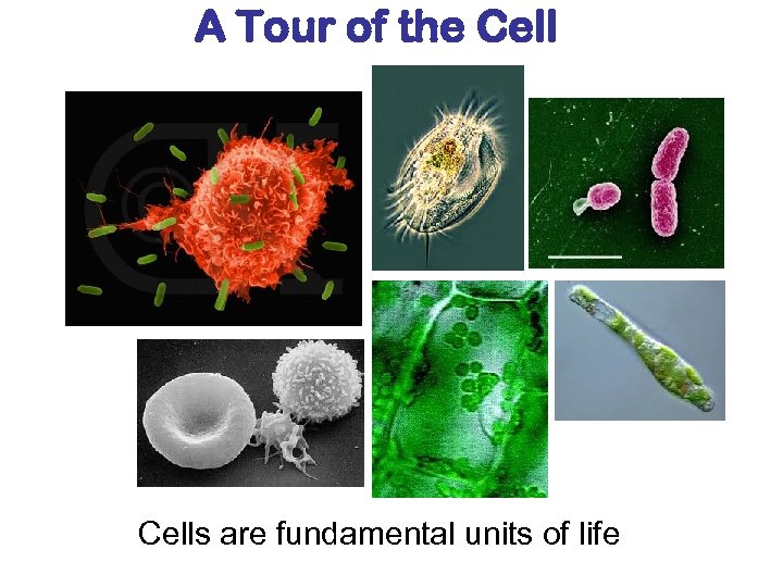 A Tour of the Cells are fundamental units of life 