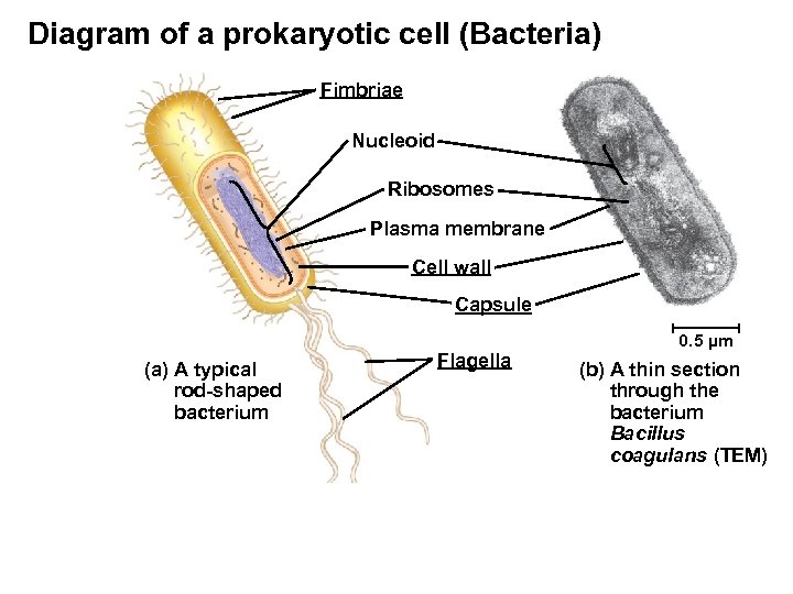 Diagram of a prokaryotic cell (Bacteria) Fimbriae Nucleoid Ribosomes Plasma membrane Cell wall Capsule