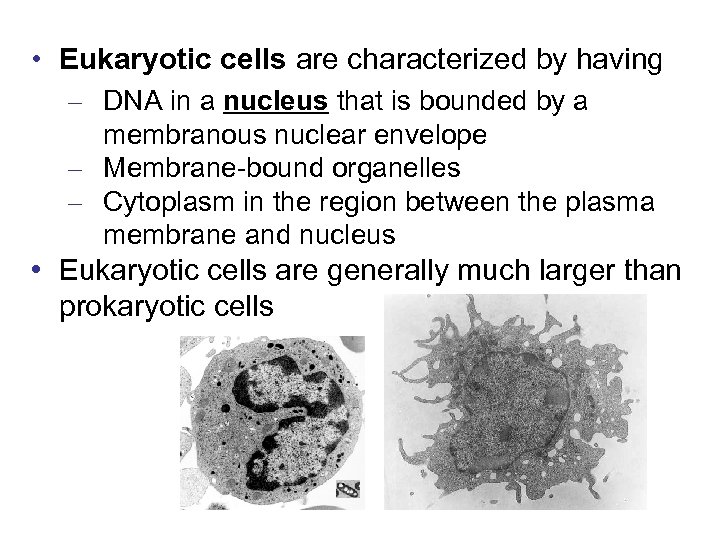  • Eukaryotic cells are characterized by having – DNA in a nucleus that