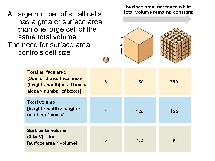 Surface area increases while total volume remains constant A large number of small cells