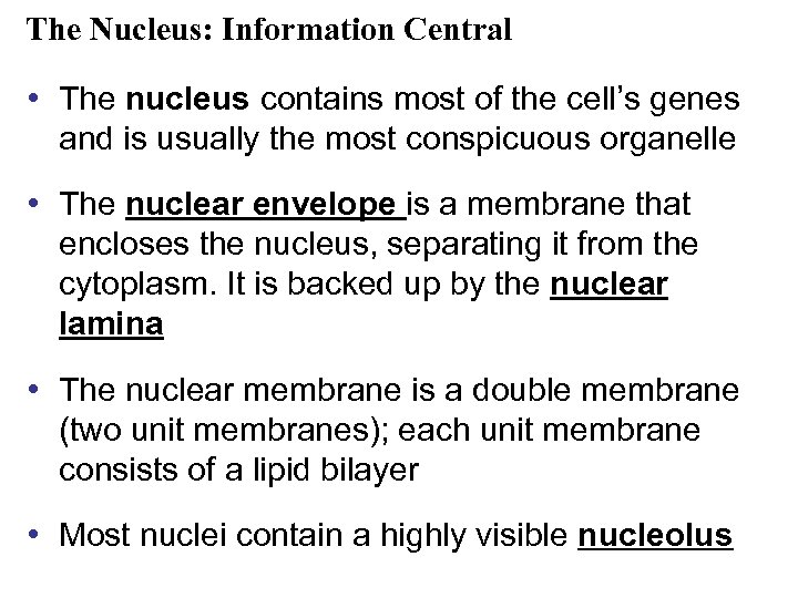 The Nucleus: Information Central • The nucleus contains most of the cell’s genes and