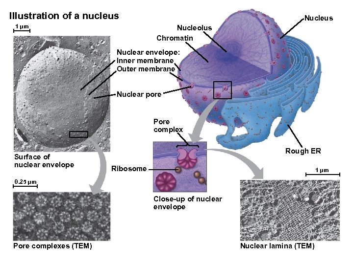 Illustration of a nucleus 1 µm Nucleus Nucleolus Chromatin Nuclear envelope: Inner membrane Outer