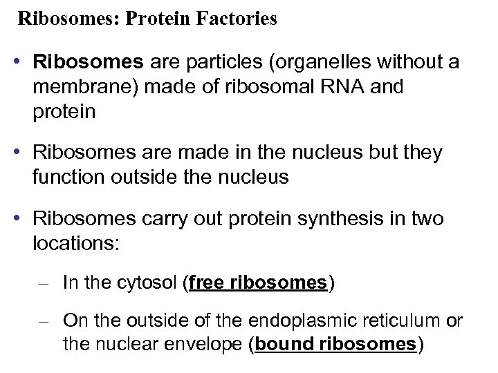 Ribosomes: Protein Factories • Ribosomes are particles (organelles without a membrane) made of ribosomal