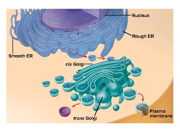 Nucleus Rough ER Smooth ER cis Golgi trans Golgi Plasma membrane 
