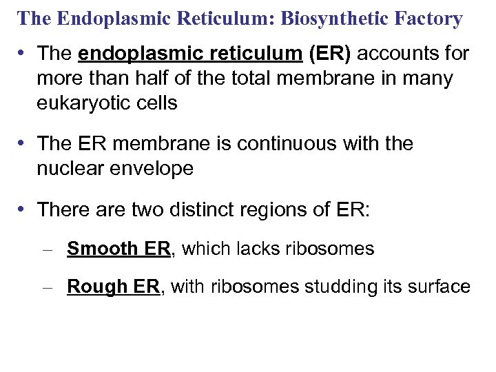 The Endoplasmic Reticulum: Biosynthetic Factory • The endoplasmic reticulum (ER) accounts for more than