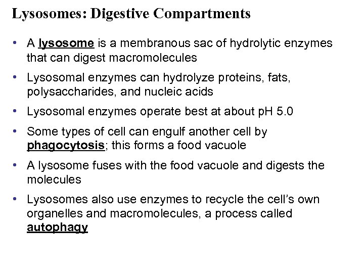 Lysosomes: Digestive Compartments • A lysosome is a membranous sac of hydrolytic enzymes that