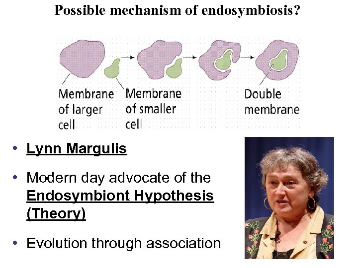 Possible mechanism of endosymbiosis? • Lynn Margulis • Modern day advocate of the Endosymbiont