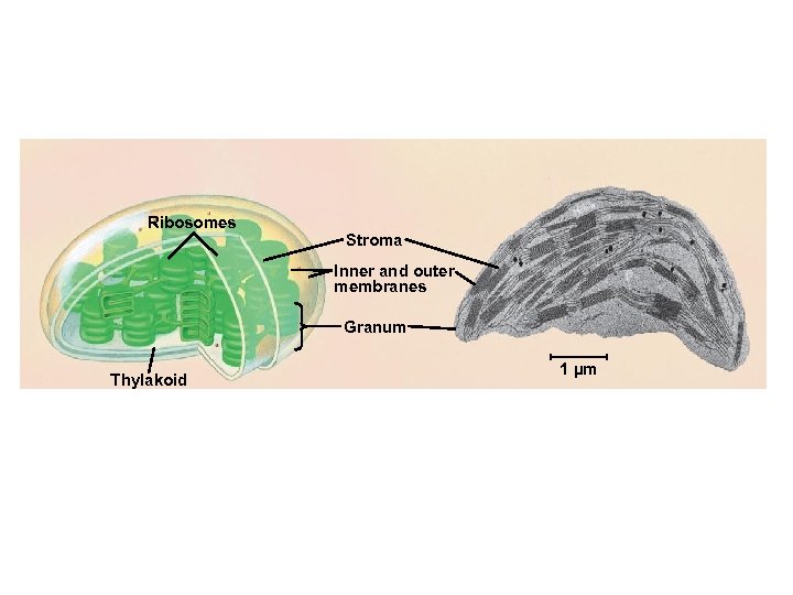 Ribosomes Stroma Inner and outer membranes Granum Thylakoid 1 µm 