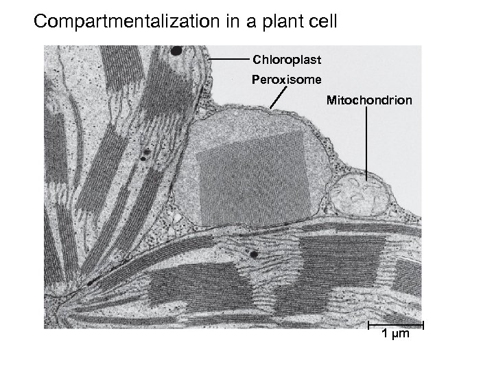 Compartmentalization in a plant cell Chloroplast Peroxisome Mitochondrion 1 µm 