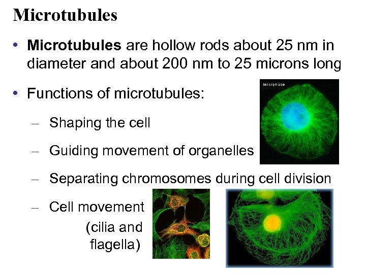 Microtubules • Microtubules are hollow rods about 25 nm in diameter and about 200