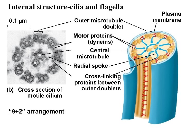 Internal structure-cilia and flagella 0. 1 μm Outer microtubule doublet Motor proteins (dyneins) Central