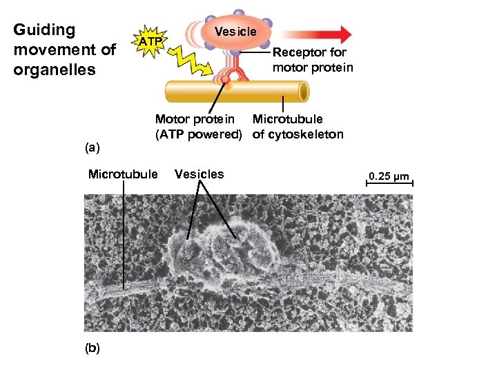 Guiding movement of organelles (a) ATP Receptor for motor protein Microtubule (ATP powered) of