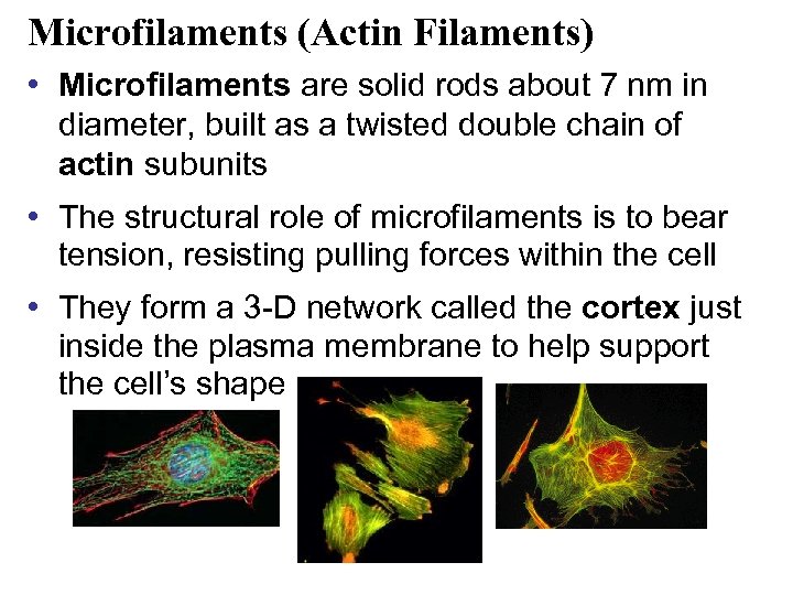 Microfilaments (Actin Filaments) • Microfilaments are solid rods about 7 nm in diameter, built