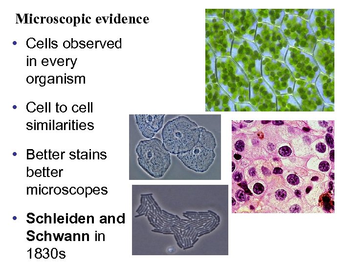Microscopic evidence • Cells observed in every organism • Cell to cell similarities •