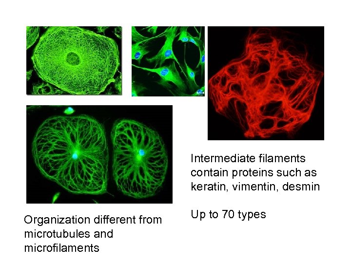 Intermediate filaments contain proteins such as keratin, vimentin, desmin Organization different from microtubules and