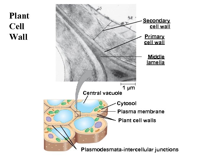 Plant Cell Wall Secondary cell wall Primary cell wall Middle lamella Central vacuole 1