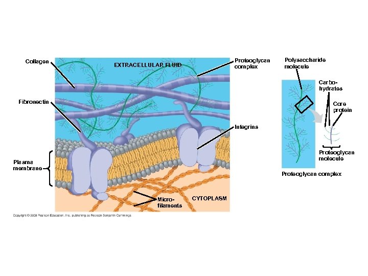 Collagen Proteoglycan complex EXTRACELLULAR FLUID Polysaccharide molecule Carbohydrates Fibronectin Core protein Integrins Proteoglycan molecule