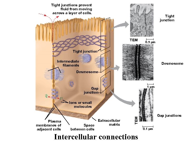 Tight junctions prevent fluid from moving across a layer of cells. Tight junction TEM