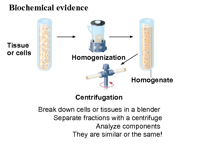 Biochemical evidence Tissue or cells Homogenization Homogenate Centrifugation Break down cells or tissues in