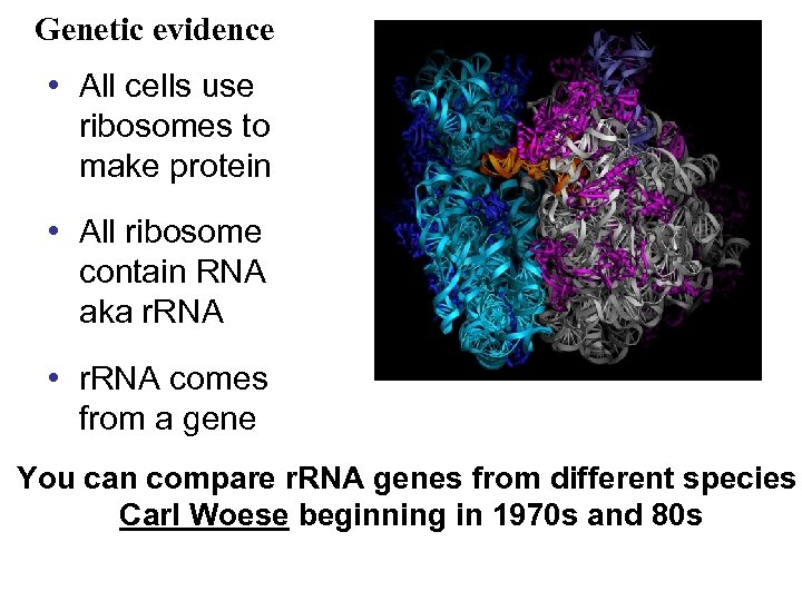 Genetic evidence • All cells use ribosomes to make protein • All ribosome contain