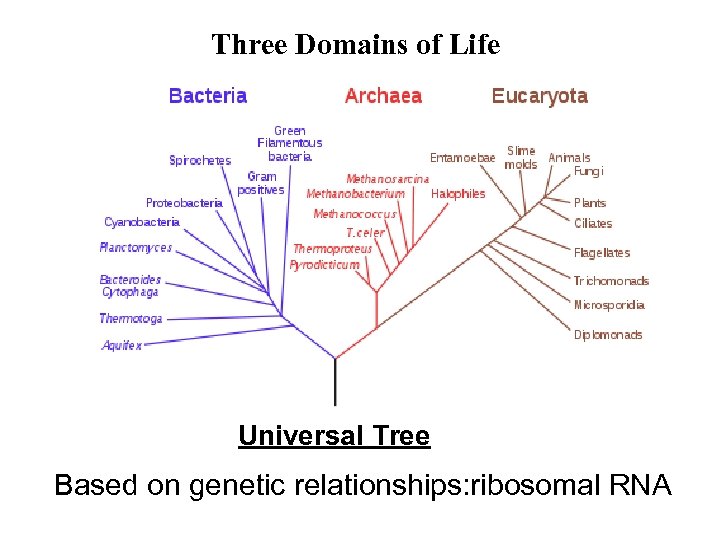 Three Domains of Life Universal Tree Based on genetic relationships: ribosomal RNA 