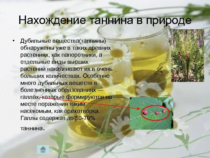 Нахождение таннина в природе • Дубильные вещества(таннины) обнаружены уже в таких древних растениях, как