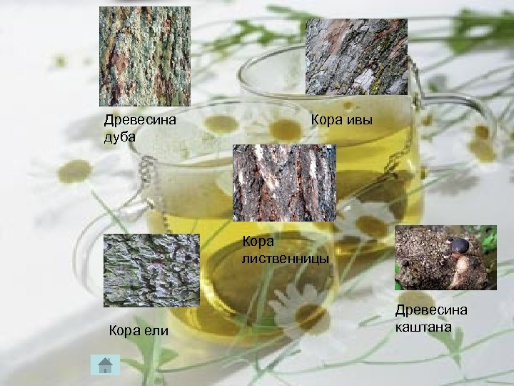 Древесина дуба Кора ивы Кора лиственницы Кора ели Древесина каштана 