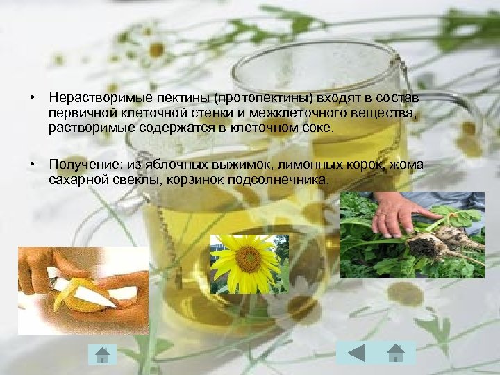  • Нерастворимые пектины (протопектины) входят в состав первичной клеточной стенки и межклеточного вещества,