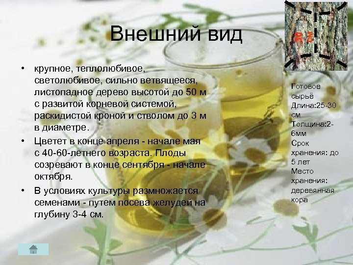  • крупнoe, теплолюбивое, светолюбивое, сильно ветвящееся, листопадное дерево высотой до 50 м с