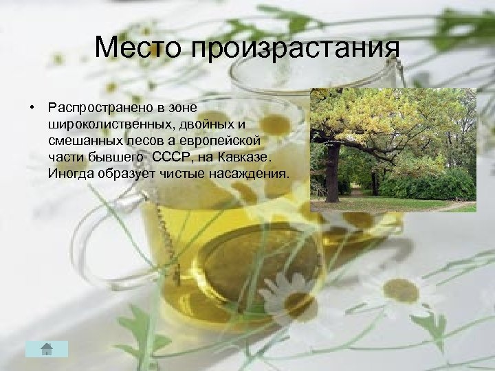 Место произрастания • Распространено в зоне широколиственных, двойных и смешанных лесов а европейской части