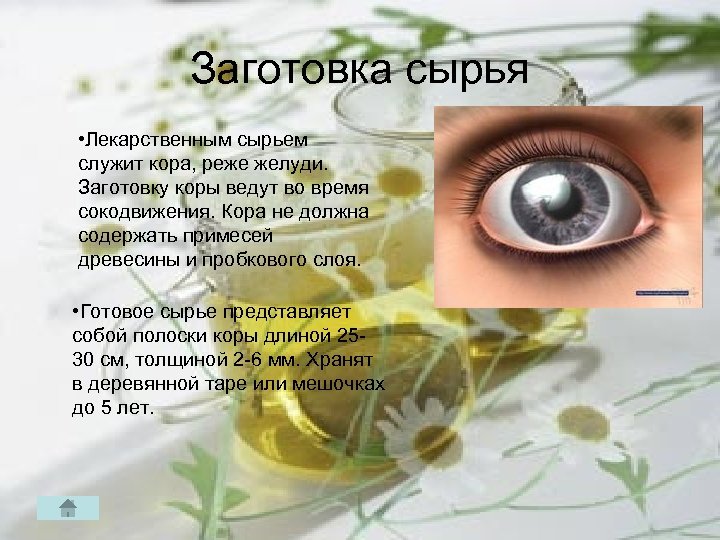 Заготовка сырья • Лекарственным сырьем служит кора, реже желуди. Заготовку коры ведут во время