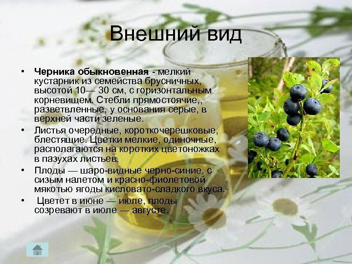 Внешний вид • Черника обыкновенная мелкий кустарник из семейства брусничных, высотой 10— 30 см,