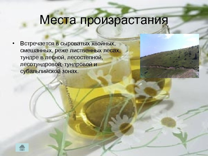 Места произрастания • Встречается в сыроватых хвойных, смешанных, реже лиственных лесах, тундре в лесной,